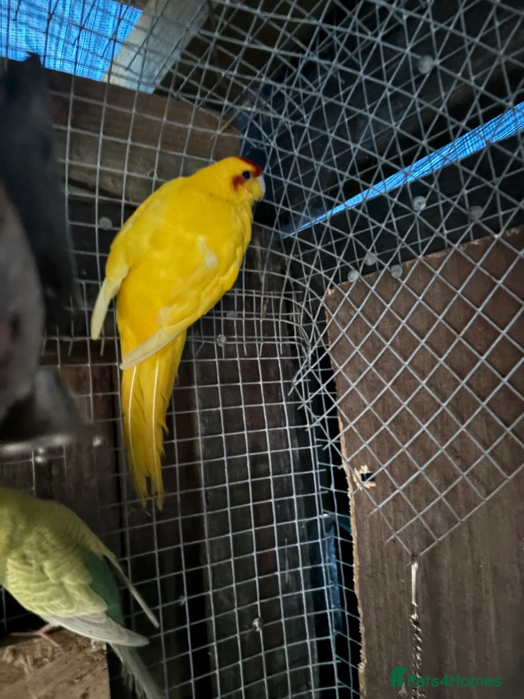 Parrots birds for sale: Kakariki  - Advert 1