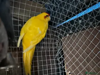 Parrots birds Kakariki - Advert 6