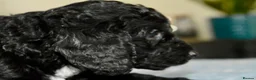 Cockapoo dogs for sale: Beautiful Cockapoo puppies for sale in Rugby - Advert 13