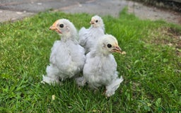 Chickens poultry for sale: 2 Pekin hens and cockerel - Image 2