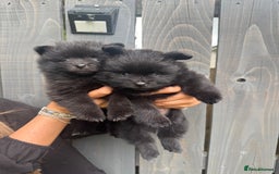 Pomeranian dogs for sale: Ready for new homes 🏠 3 Pomeranian Puppies 🩵🩷 - Image 9