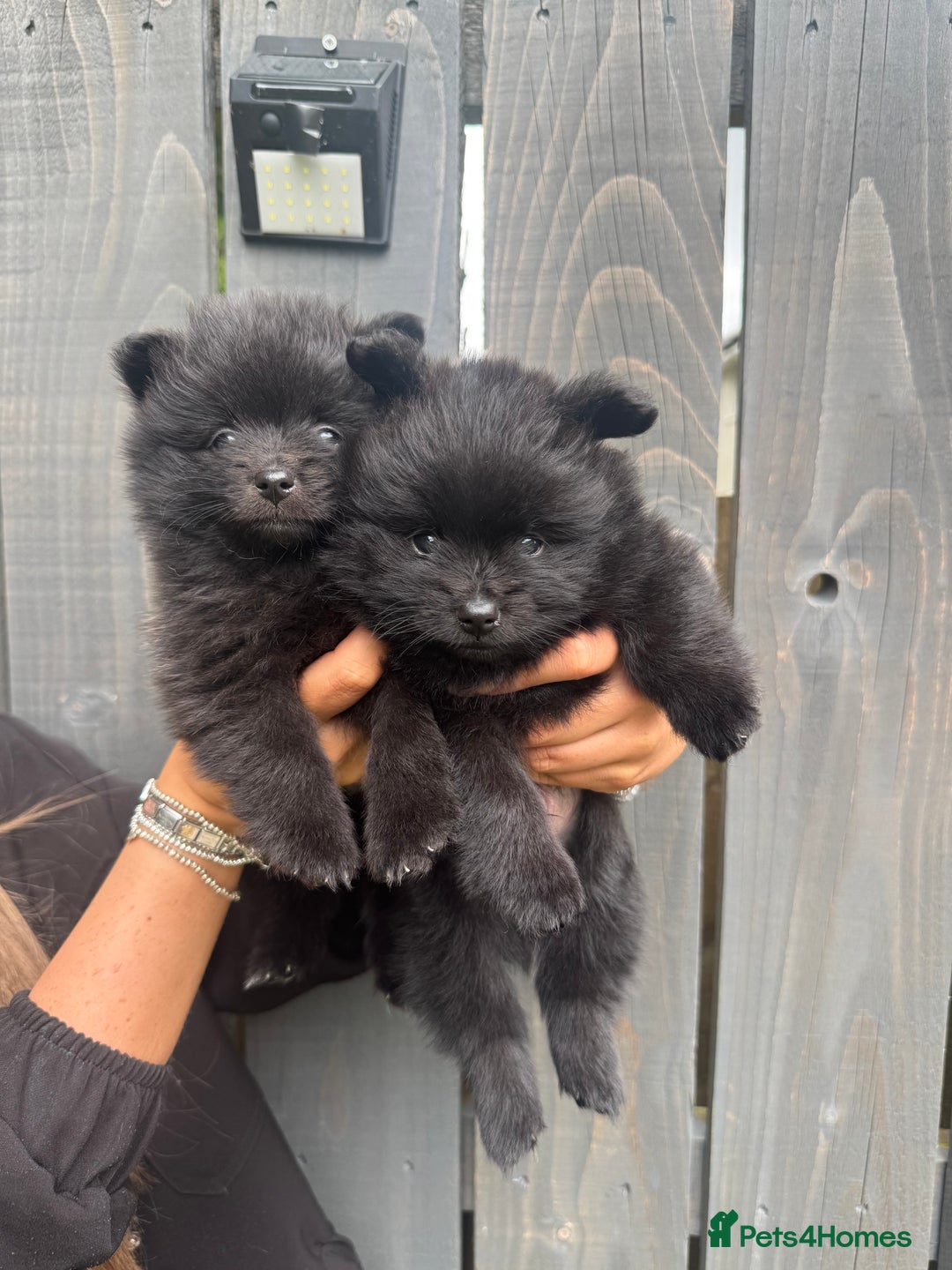 Pomeranian dogs for sale: Ready for new homes 🏠 3 Pomeranian Puppies 🩵🩷 - Image 9