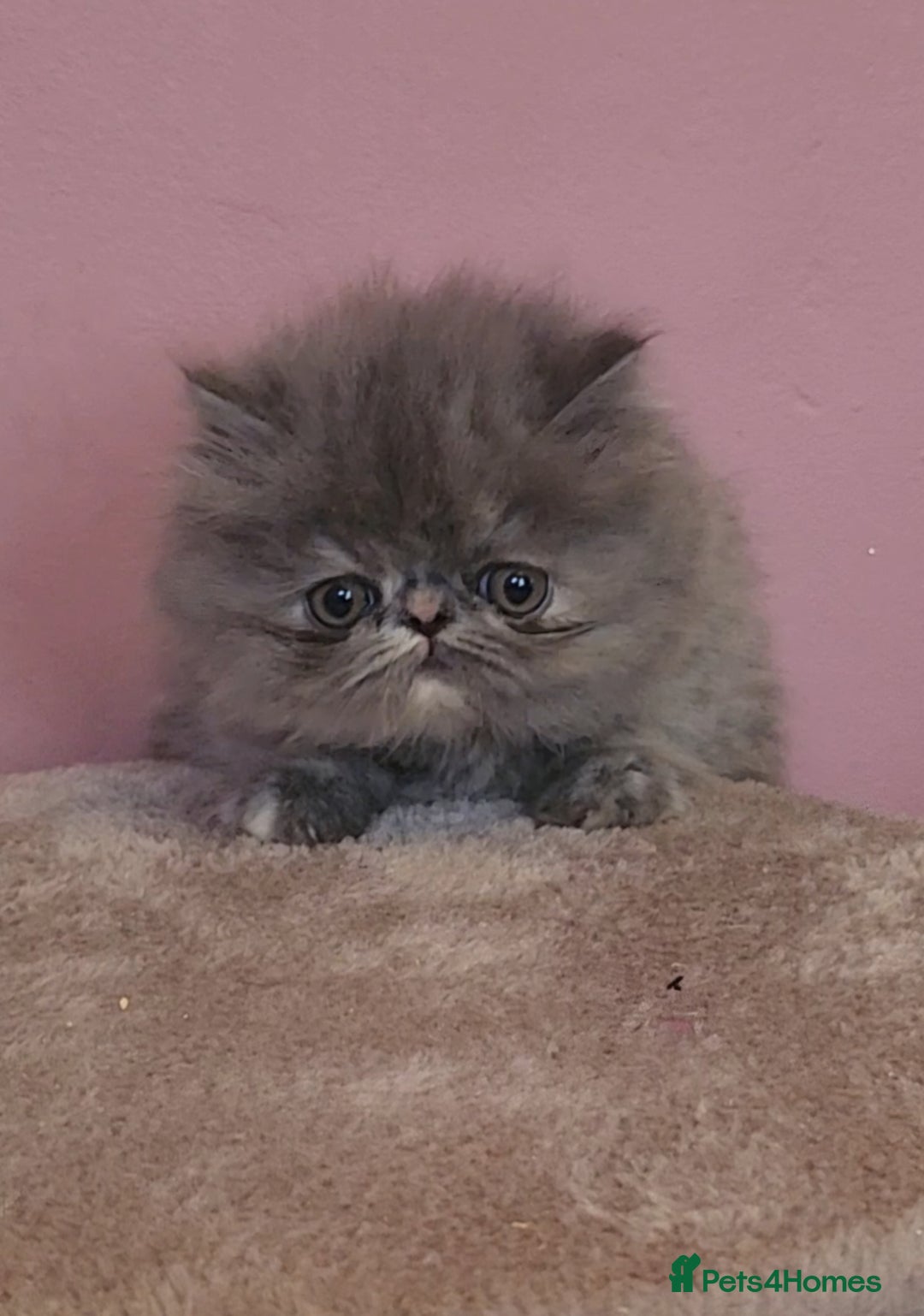 Exotic cats for sale: OUTSTANDING  QUALITY EXOTIC  KITTENS - Advert 14