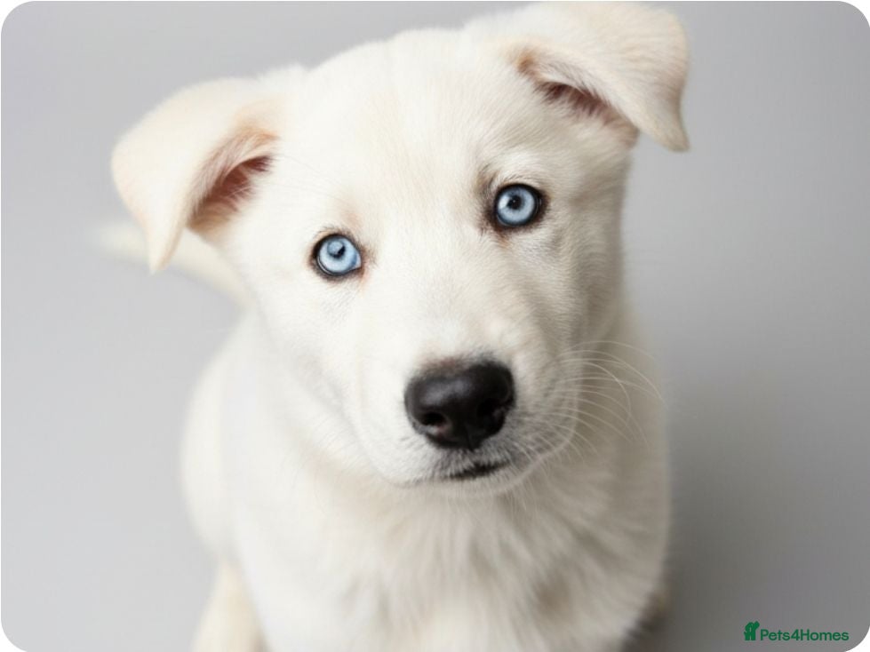 Siberian Husky dogs LAST BOY LEFT BEAUTIFUL SIBEARIAN HUSKY PUPPIES  - Advert 2