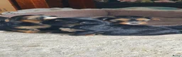 Morkie dogs for sale: Adorable Morki Babies  in Westcliff-on-Sea - Advert 6