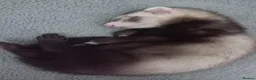 Ferret rodents for sale: Beautiful 11-week-old kits(Silver X Brown)  in Hamilton - Advert 1