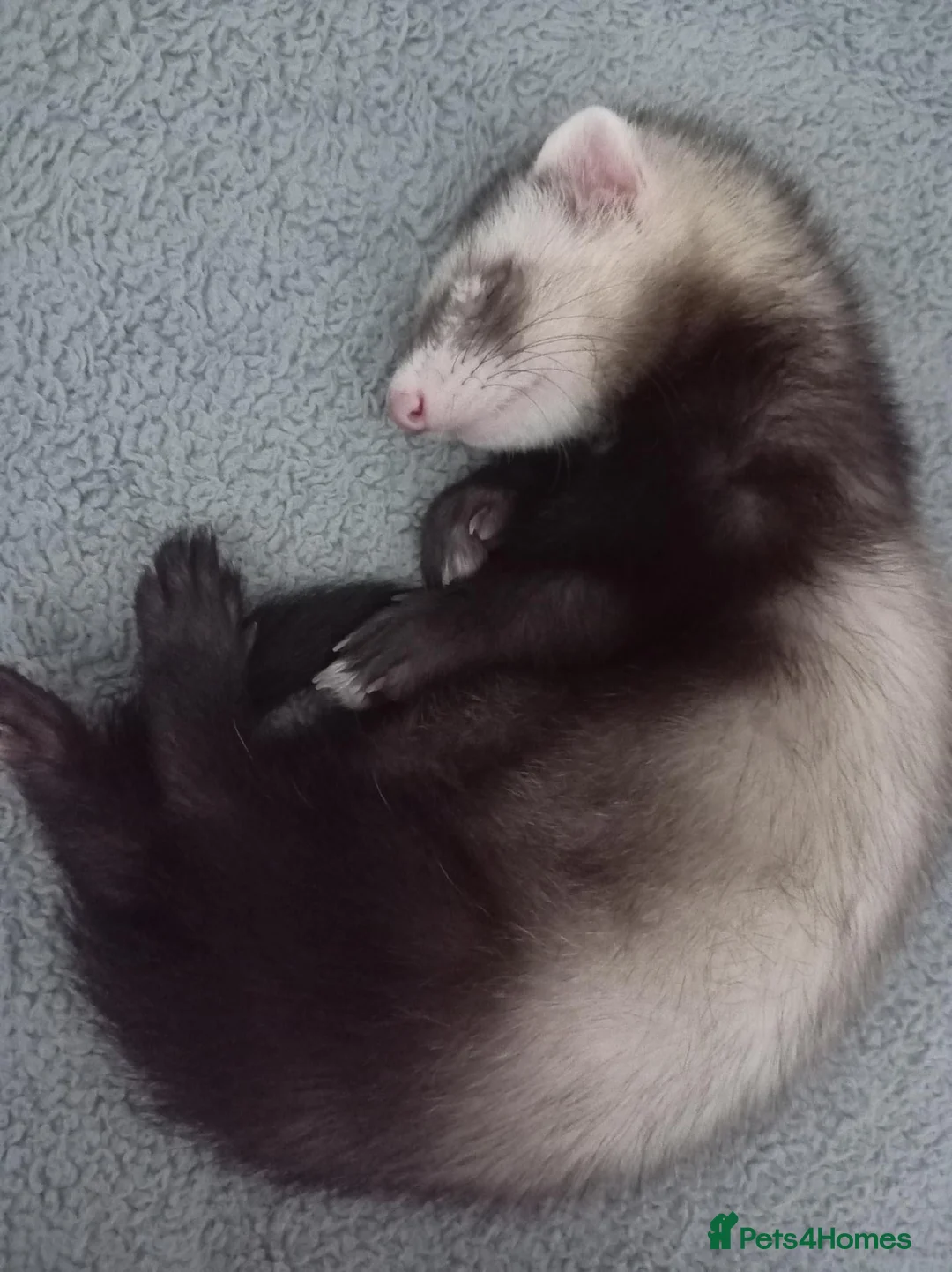 Ferret rodents for sale: Beautiful 11-week-old kits(Silver X Brown)  in Hamilton - Advert 1