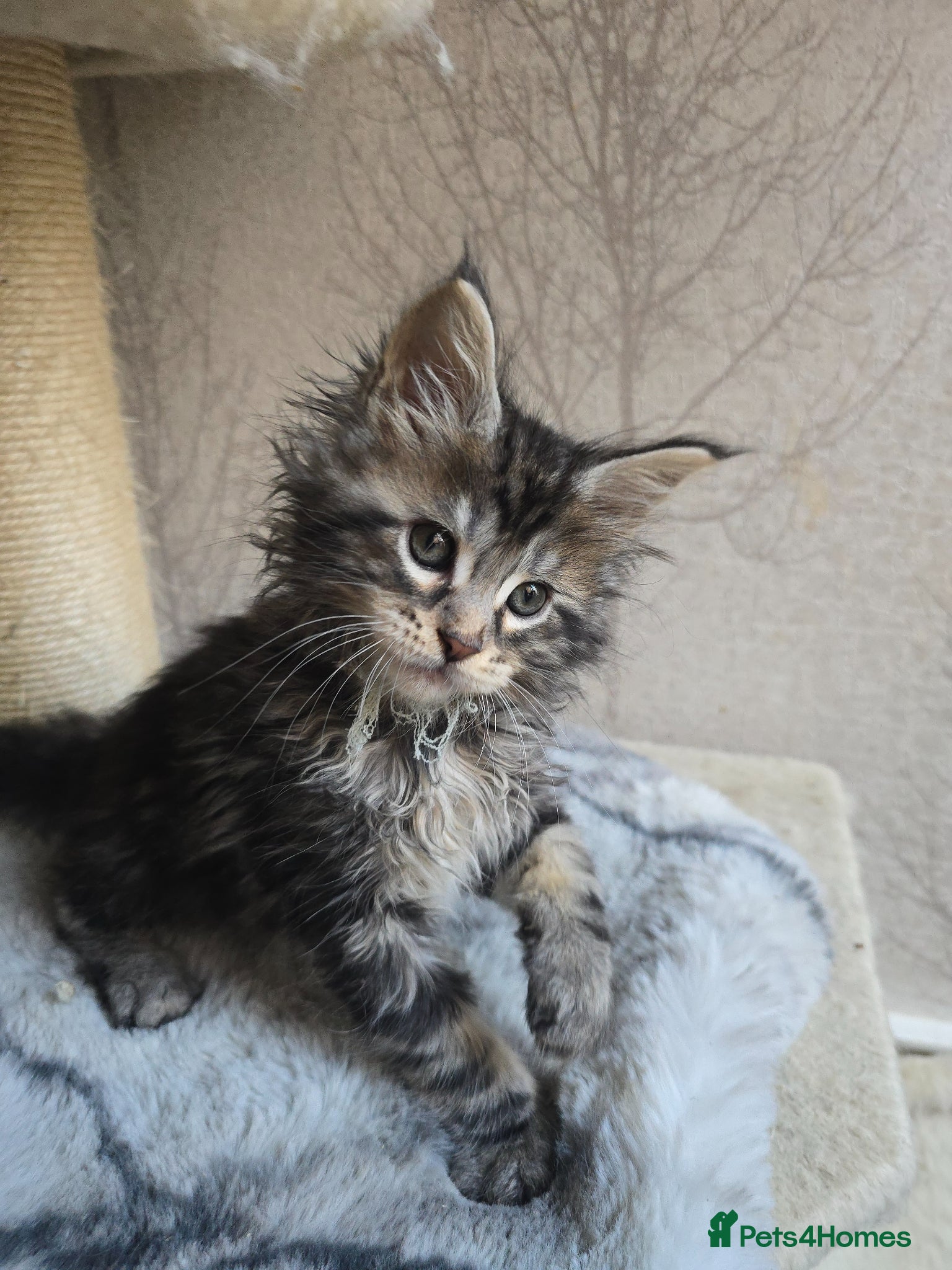 Maine Coon cats LAST 2 BOYS!! TiCA Registered Maine Coon Kittens - Advert 1
