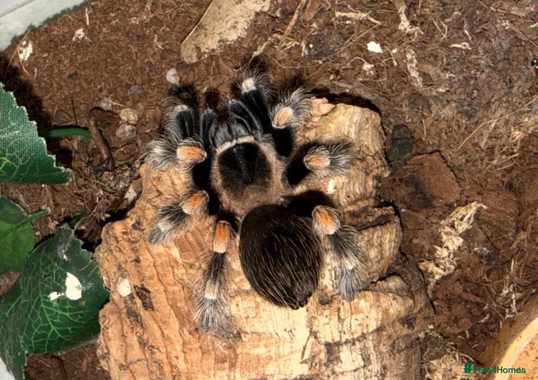 Tarantulas invertebrates for sale: Gooty Sapphire & Mexican Red Knee Tarantulas - Advert 5