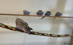 Budgerigars birds for sale: Baby  budgies in Whitstable - Image 7