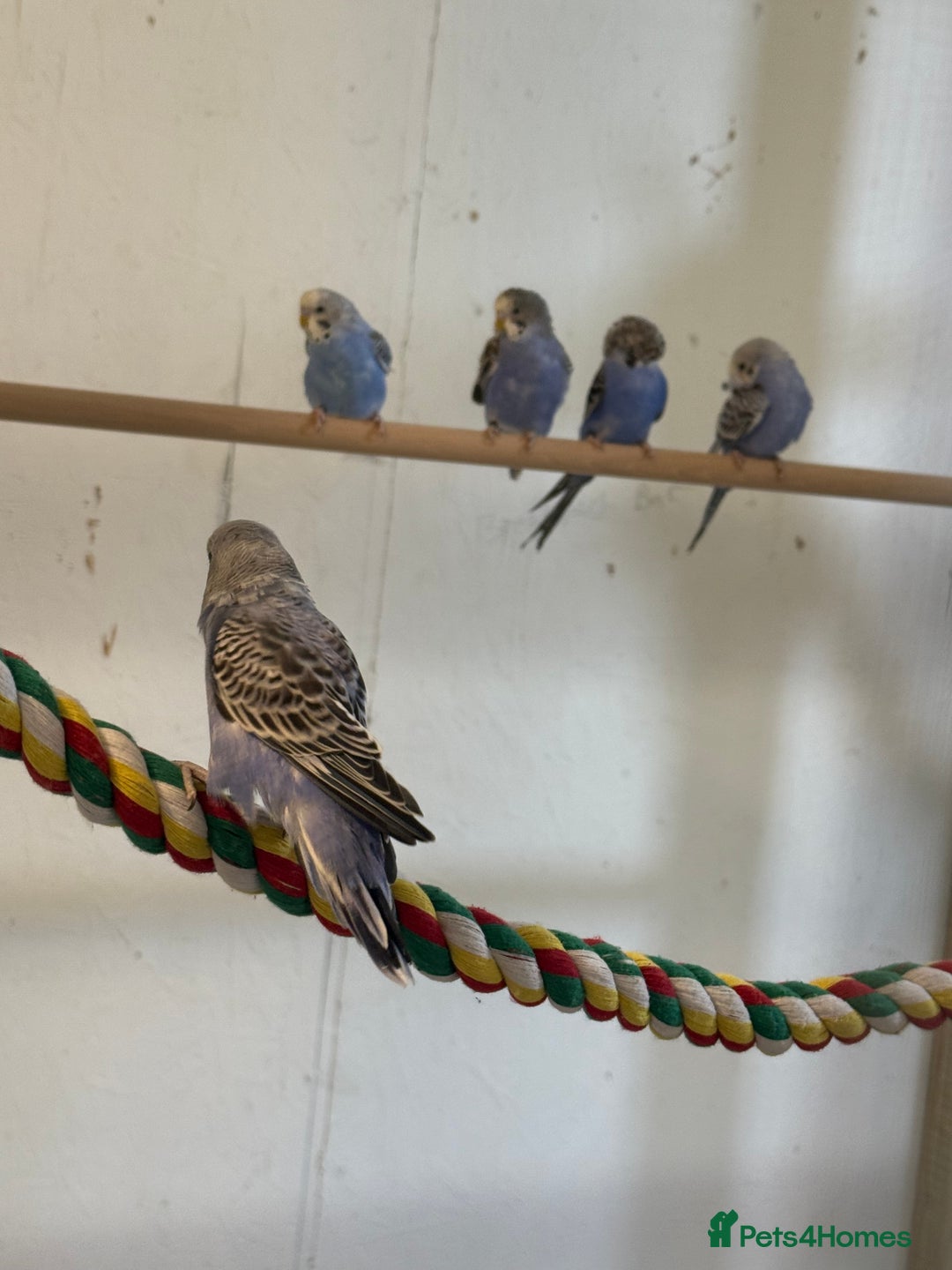 Budgerigars birds for sale: Baby  budgies in Whitstable - Image 7