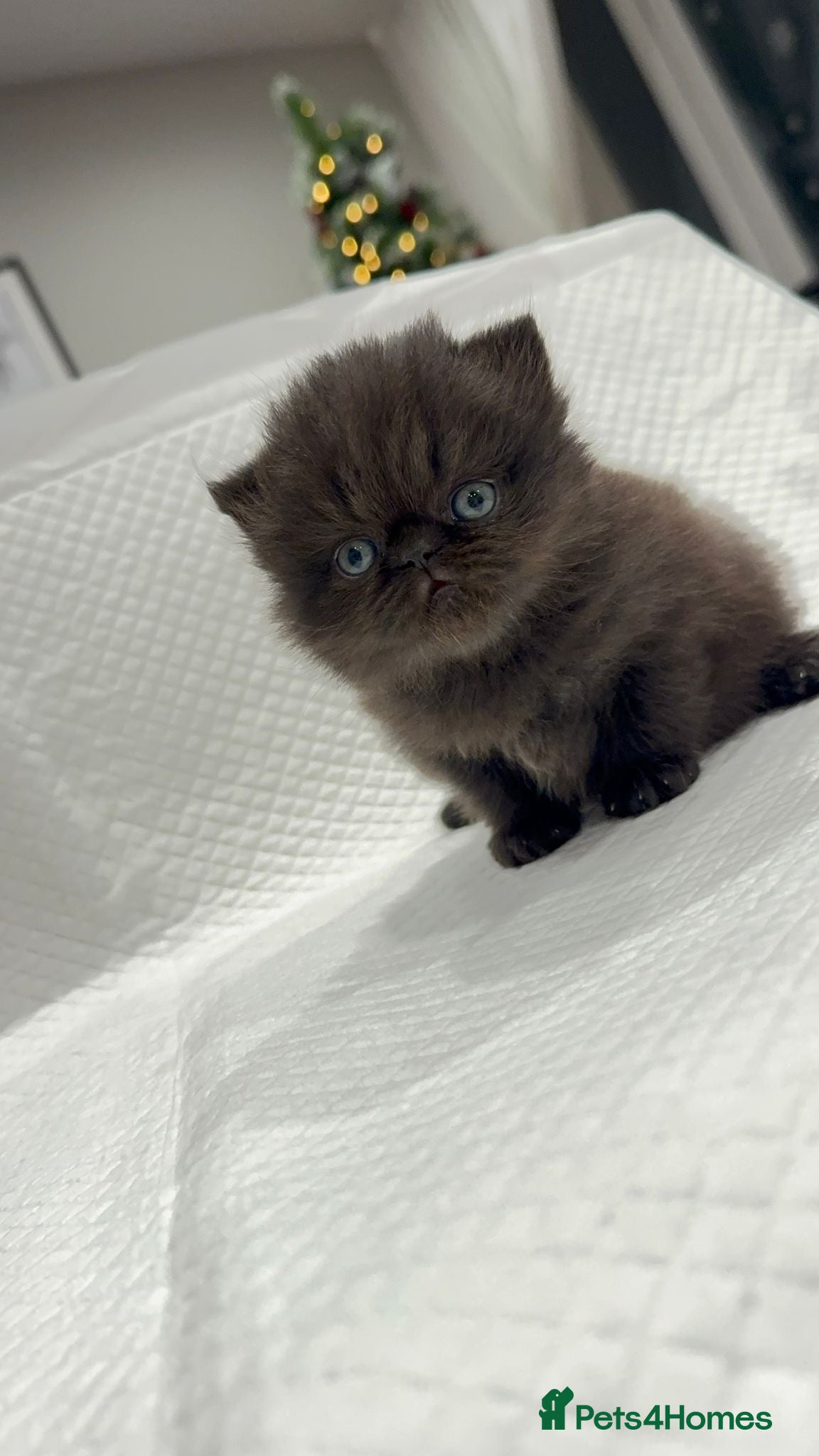 Persian cats 🌟 Stunning Pure Persian Kittens –  **   - Advert 8