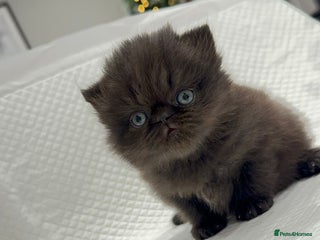 Persian cats 🌟 Stunning Pure Persian Kittens – ** - Advert 8