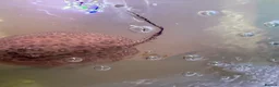 Live Bearers fish for sale: Male stingray pup - Advert 3