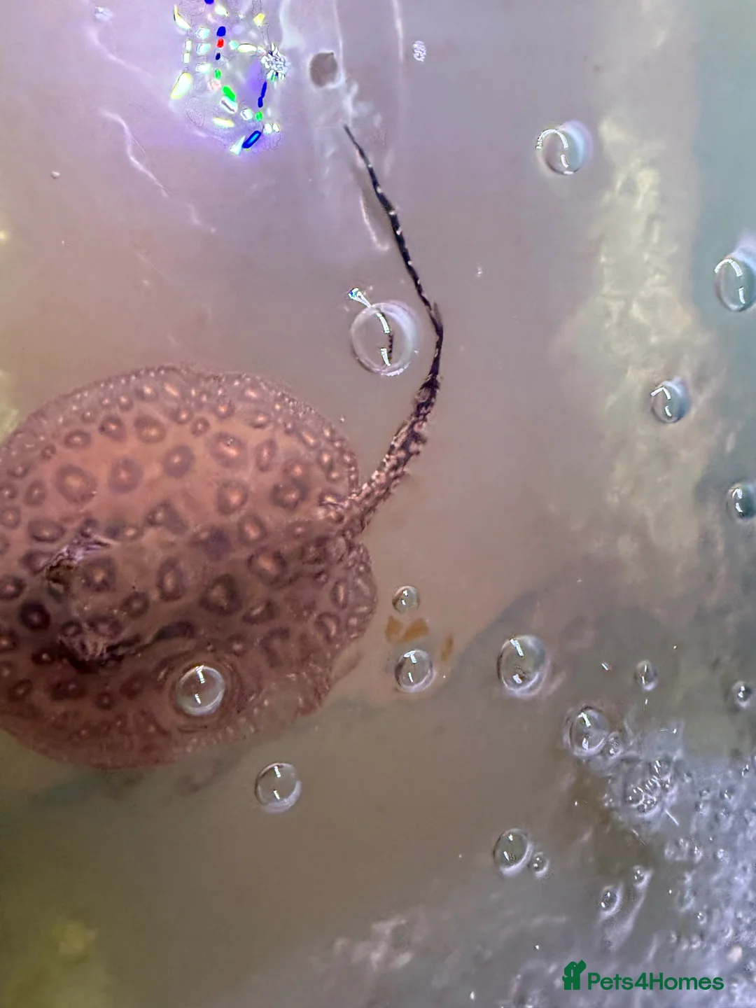 Live Bearers fish for sale: Male stingray pup - Advert 3