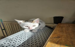 Turkish Angora cats for sale: White Turkish Angora kittens 😸 😍 ♥️  - Advert 15