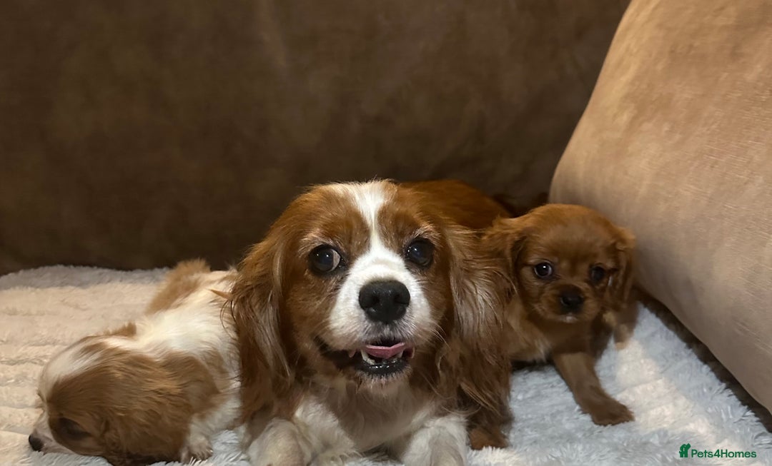 Cavalier King Charles Spaniel dogs for sale: Exceptional Cavalier Girls  - Advert 2