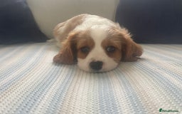 Cavachon dogs for sale: Cavachon puppies  - Image 9