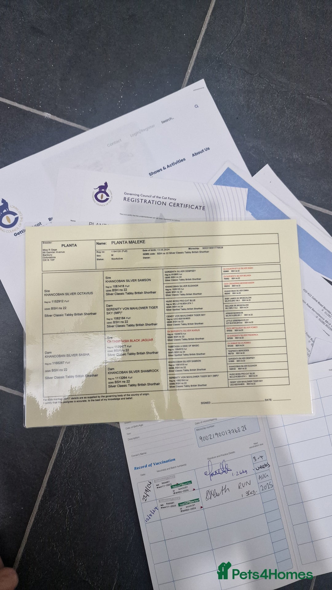 British Shorthair cats for sale: Silver Classic Tabby British Shorthair - Advert 5