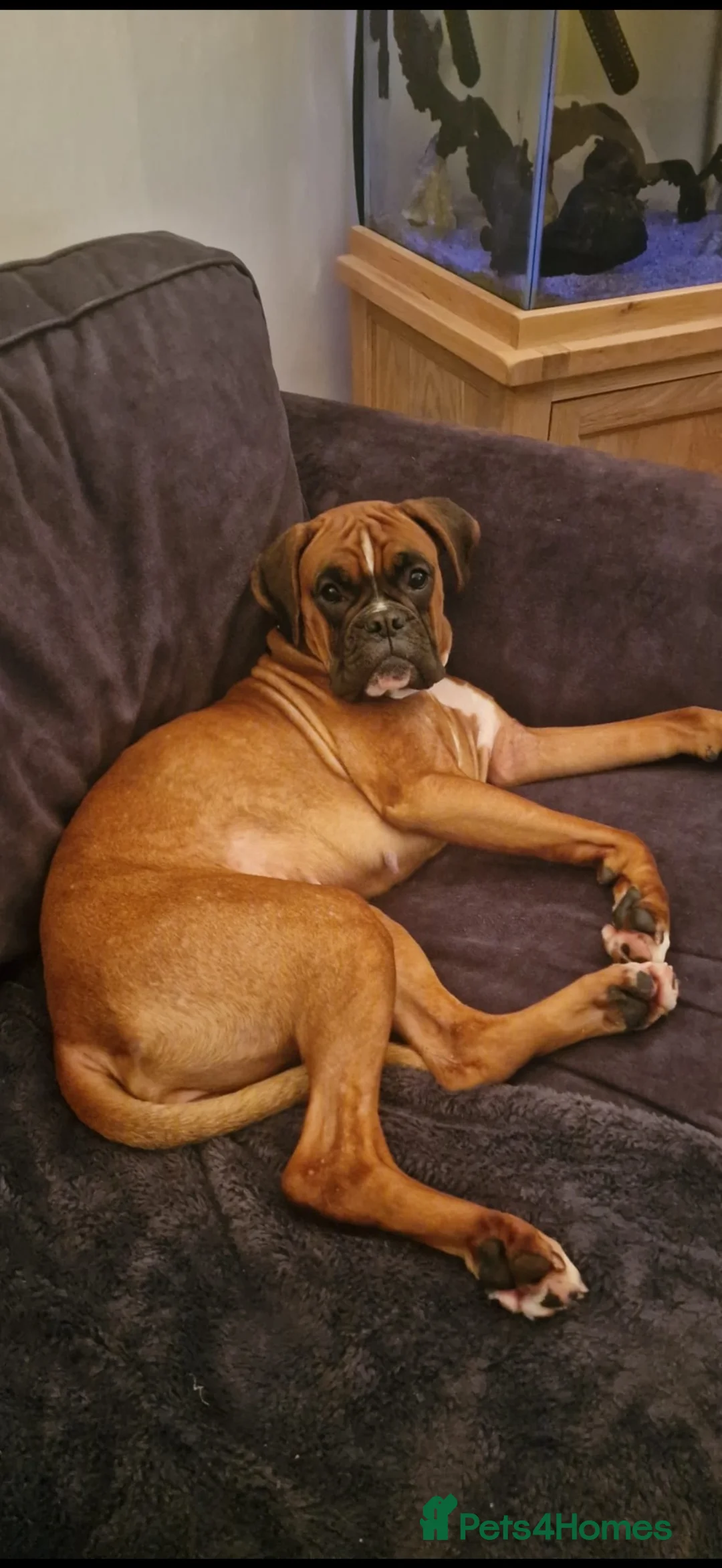 Boxer dogs for sale: Beautiful red boxer bitch in Leven - Advert 2