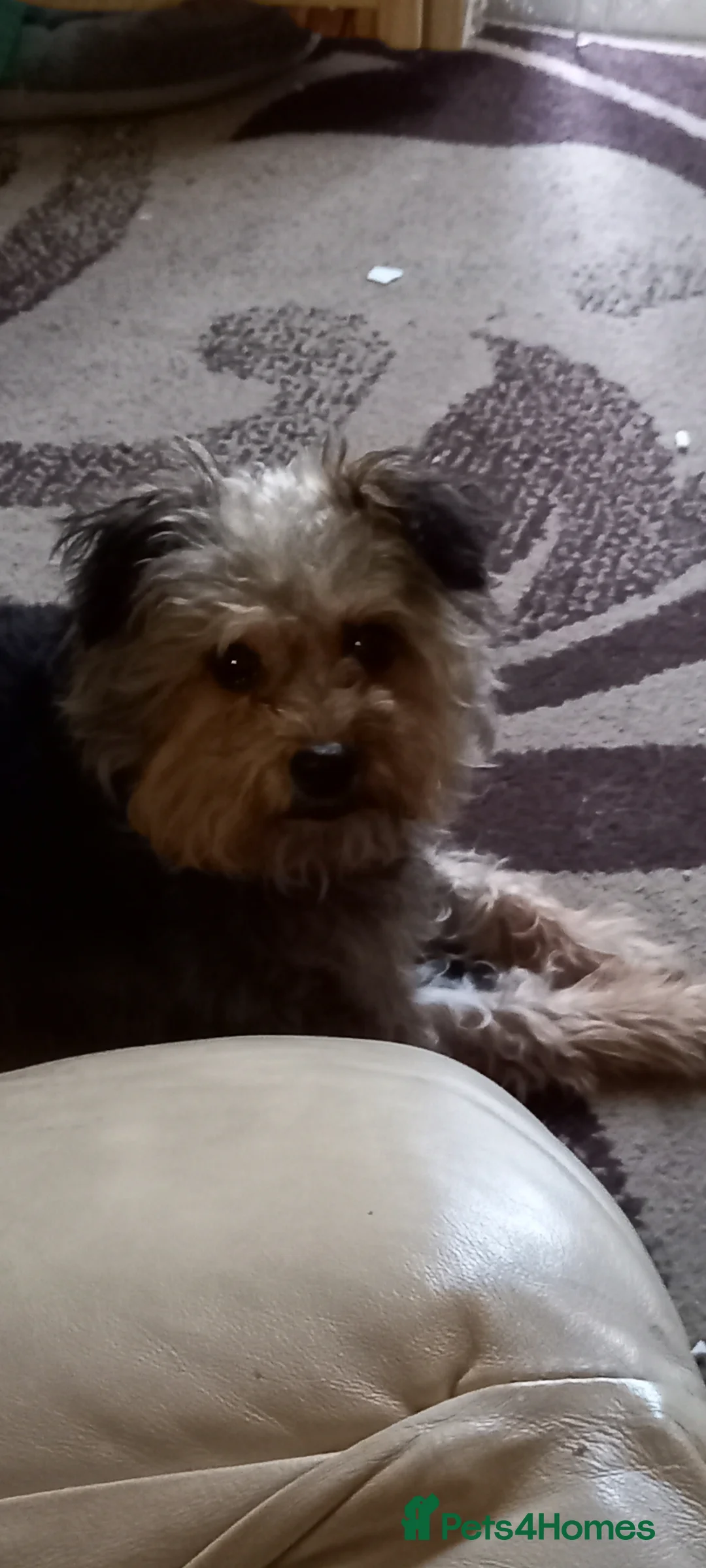 Mixed Breed dogs for sale: Rehome in Clacton-on-Sea - Advert 1