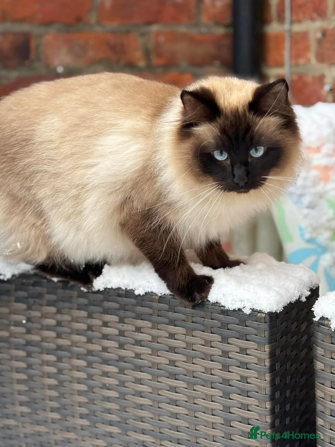 Ragdoll cats for sale: Brother & Sister Ragdoll Kittens  - Advert 1