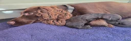 Cockapoo dogs for sale: 6 Stunning Chocolate Toy Cockerpoos - Advert 15