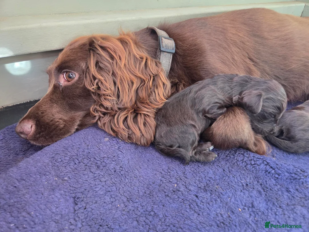 Cockapoo dogs for sale: 6 Stunning Chocolate Toy Cockerpoos - Advert 15
