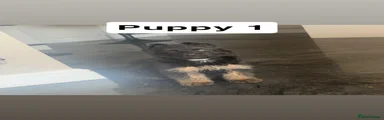 German Shepherd 1