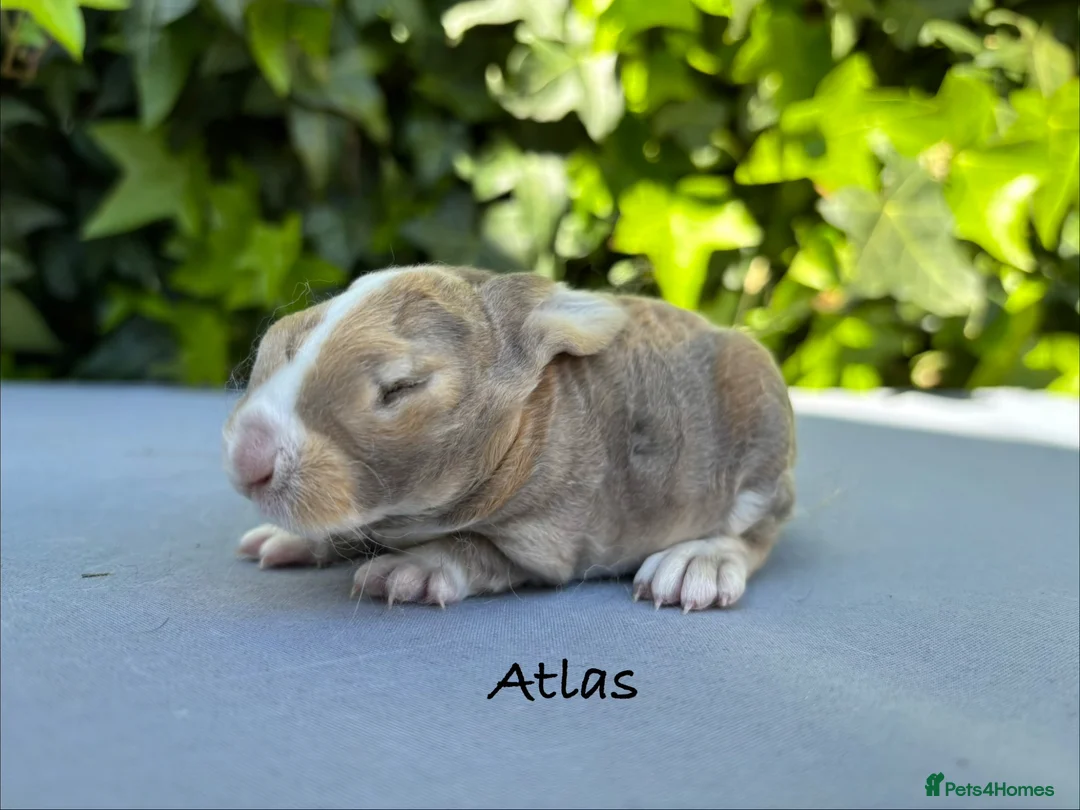 Mini Lop rabbits for sale: Pure bred Mini Plush Lops - Advert 1