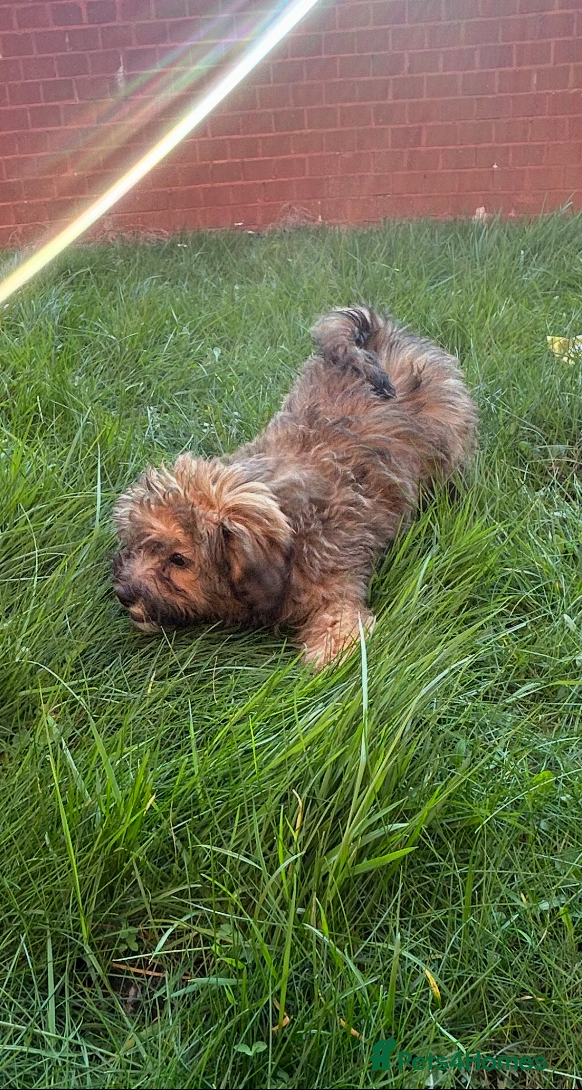 Cavapoo dogs REDUCED - £1500 Last 2 left beautiful f1b Cavapoo - Advert 4