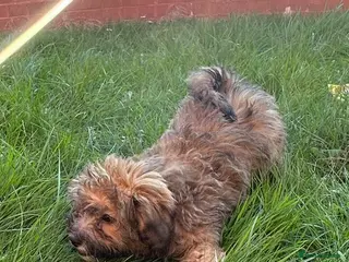 Cavapoo dogs REDUCED - £1500 Last 2 left beautiful f1b Cavapoo - Advert 4