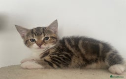 Mixed Breed cats for sale: Gorgeous tabby kittens are looking for new home  - Image 15