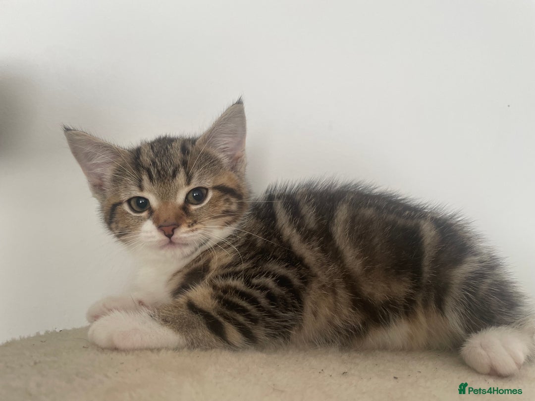 Mixed Breed cats for sale: Gorgeous tabby kittens are looking for new home  - Image 15