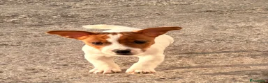Jack Russell 1