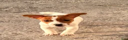 Jack Russell dogs for sale: Beautiful Jack Russell puppies - Advert 8