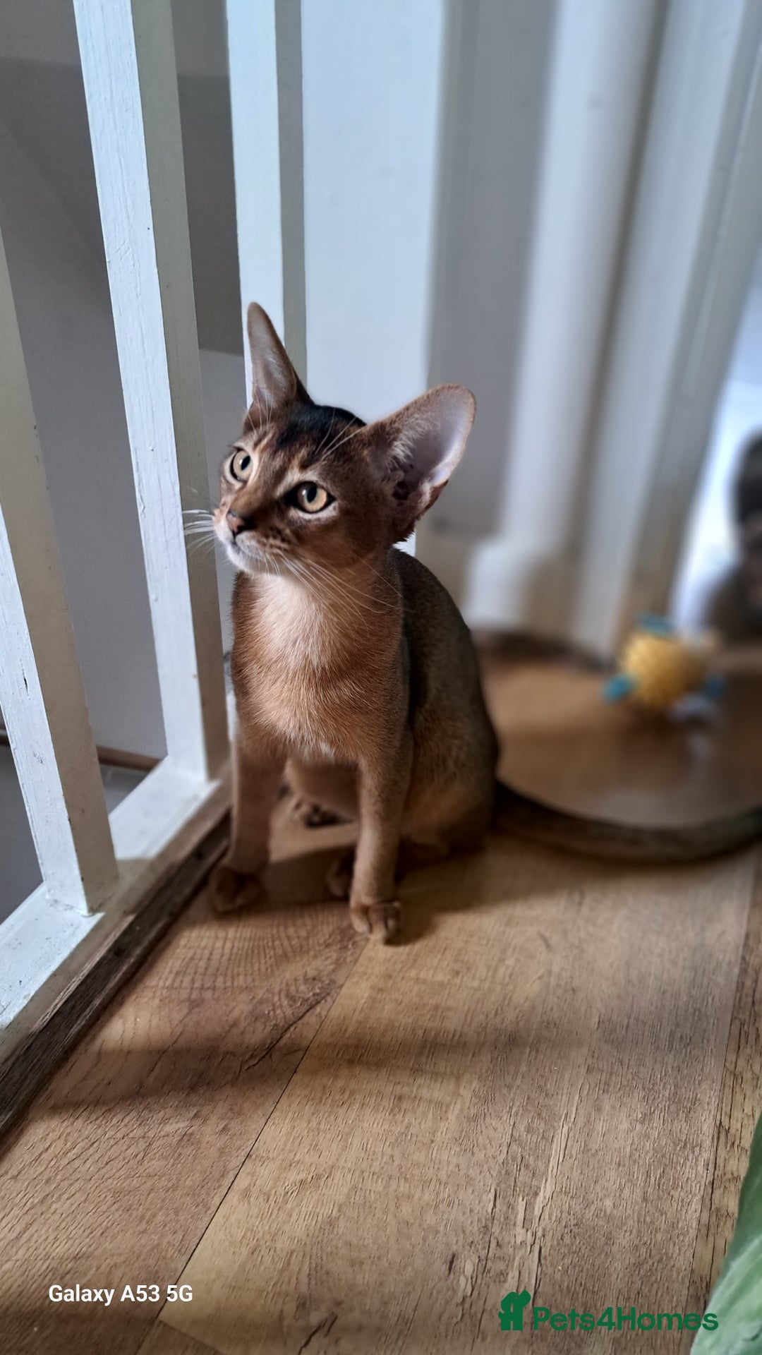 Abyssinian cats for sale: 5✨TICA Beautiful Abyssinian Kittens - Image 19