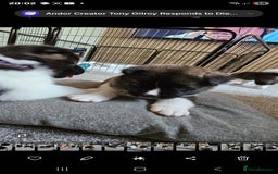 Akita dogs for sale: 🐾 American Akita Puppies for Forever Homes 🐾 - Image 10