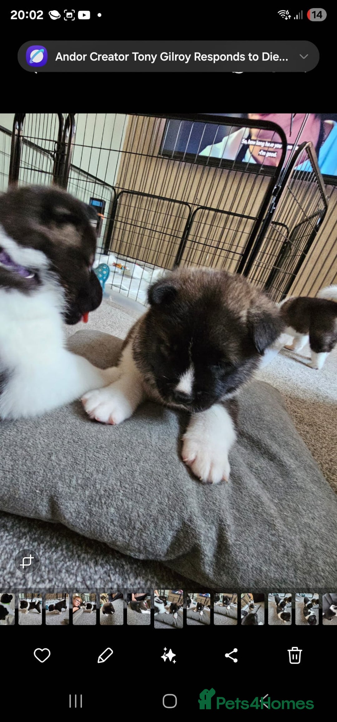 Akita dogs for sale: 🐾 American Akita Puppies for Forever Homes 🐾 - Image 10