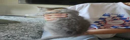 Mixed Breed cats for sale: 1 girl gray and 1 boy kitten white - Advert 3