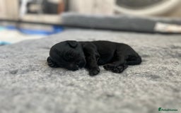 Mixed Breed dogs for sale: Tiboodle Puppies – Toy Poodle x Tibetan Terrier - Image 7