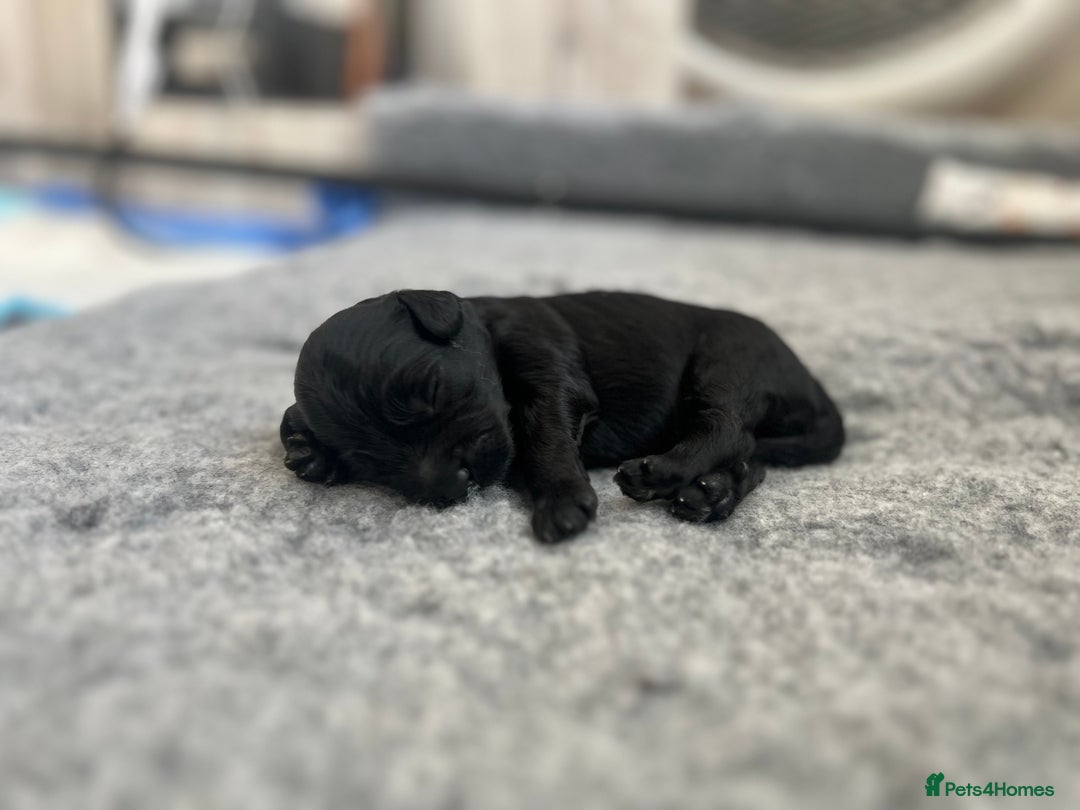 Mixed Breed dogs for sale: Tiboodle Puppies – Toy Poodle x Tibetan Terrier - Image 7