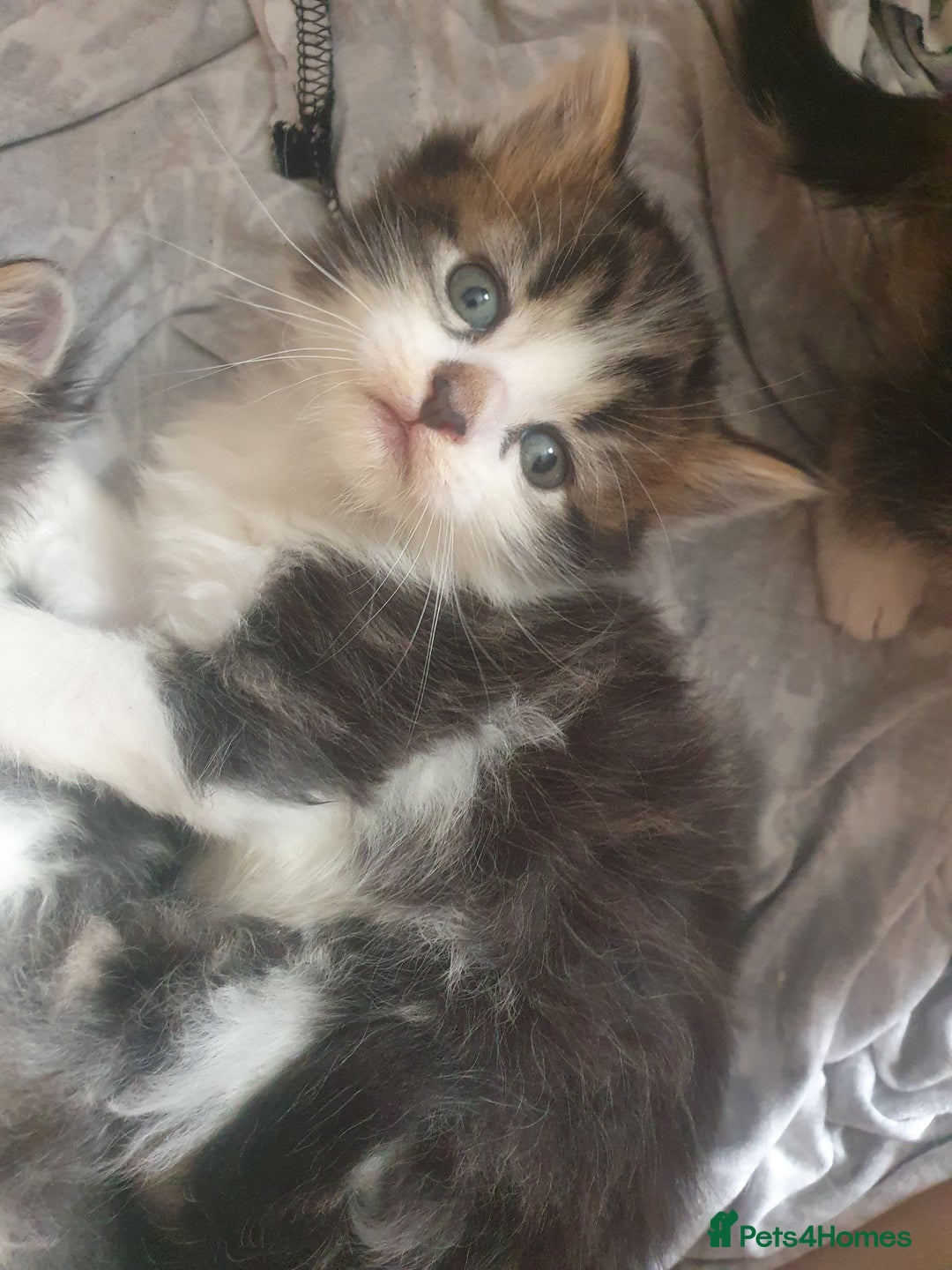 Mixed Breed cats for sale: Beautiful 3 kittens,born 20th August - Image 2