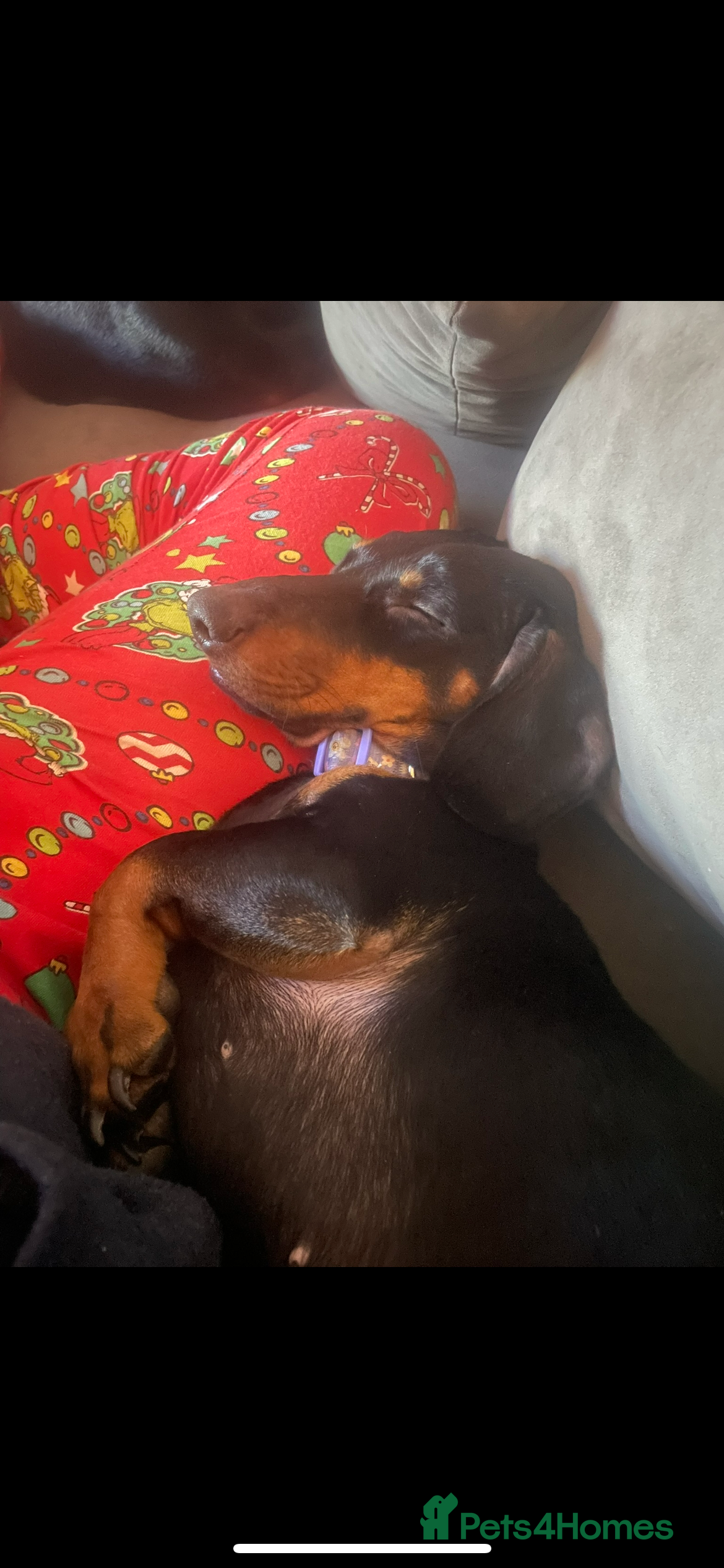 Dachshund dogs 2 year old Dachshund  - Advert 4