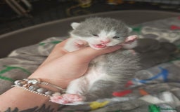 British Shorthair cats for sale: British shorthair 1 male left!!  in Crewe - Image 12