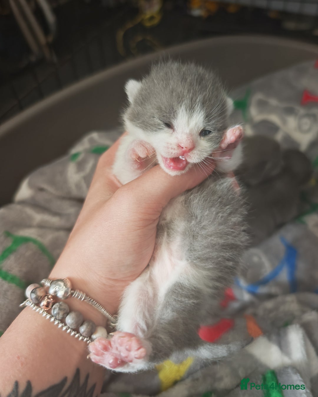 British Shorthair cats for sale: British shorthair 1 male left!!  in Crewe - Image 12