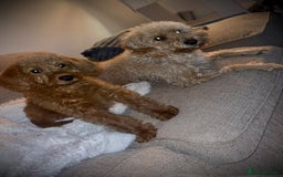 Labradoodle dogs for sale: Beautiful F1b Red Miniature Labradoodle  - Image 1