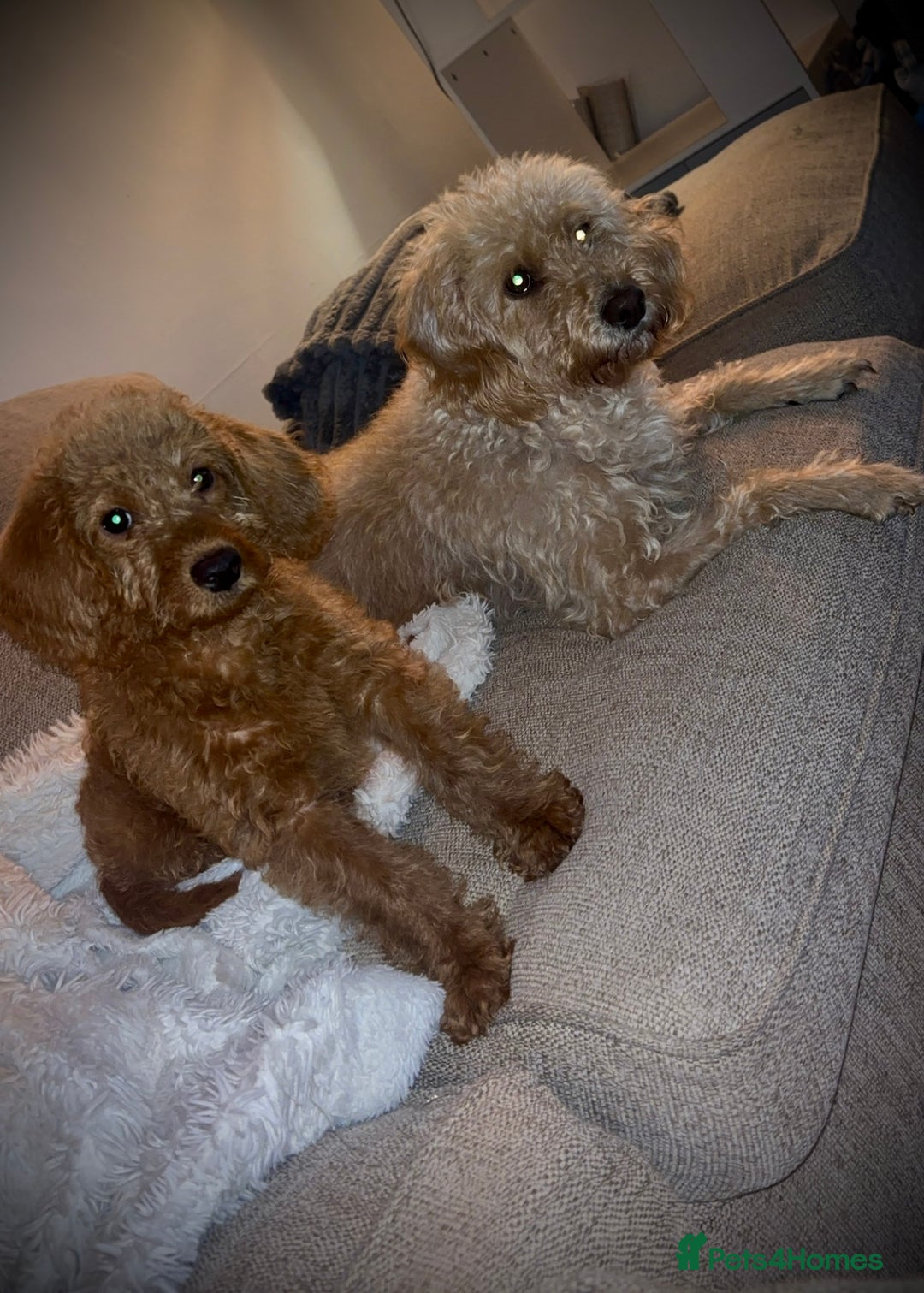 Labradoodle dogs for sale: Beautiful F1b Red Miniature Labradoodle  - Image 1
