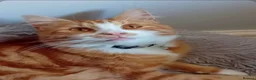Mixed Breed cats for sale: Tiggy - Advert 2