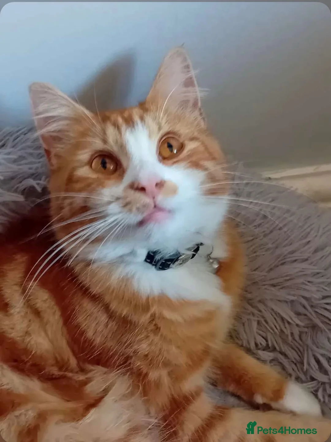 Mixed Breed cats for sale: Tiggy - Advert 2